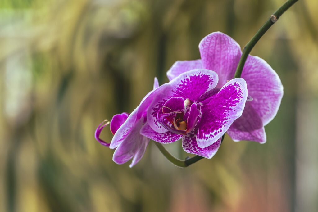 A Bright Purple Blooming Orchid Flower, Blurred Leaves Backgroun