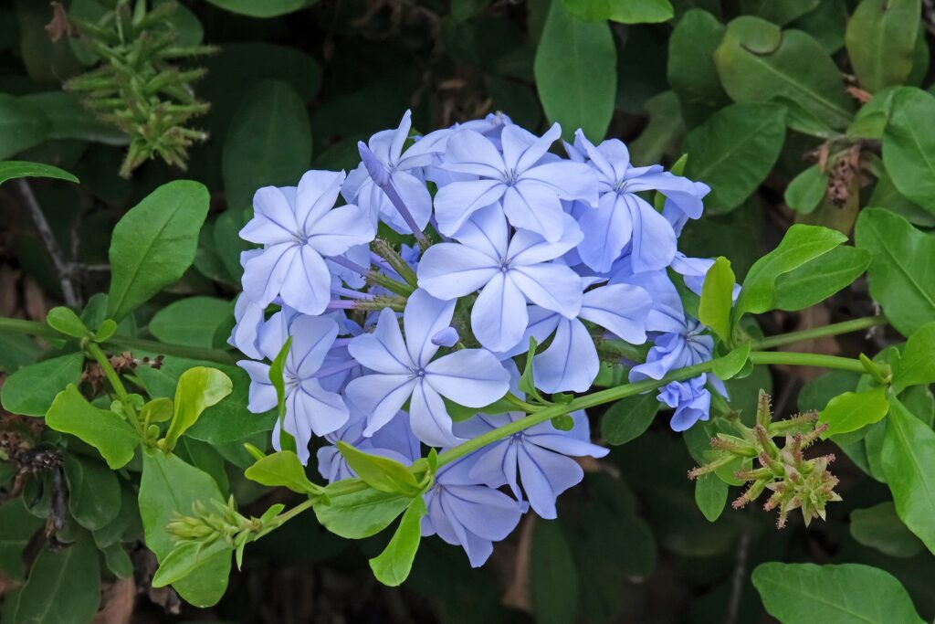 Blooming Cape Leadwort, Blue Plumbago Or Cape Plumbago (latin -