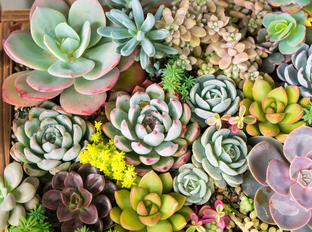 Traditional conservatory - Rectangular arrangement of succulents