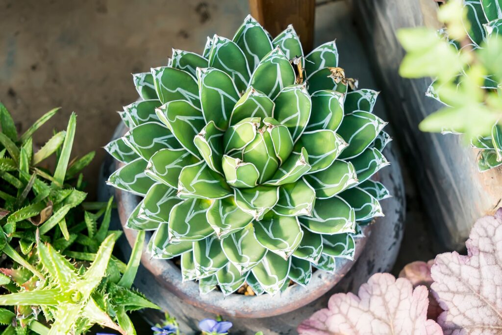 Bespoke conservatories - Queen Victoria Agave
